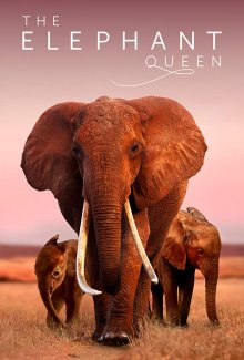 Королева слонов